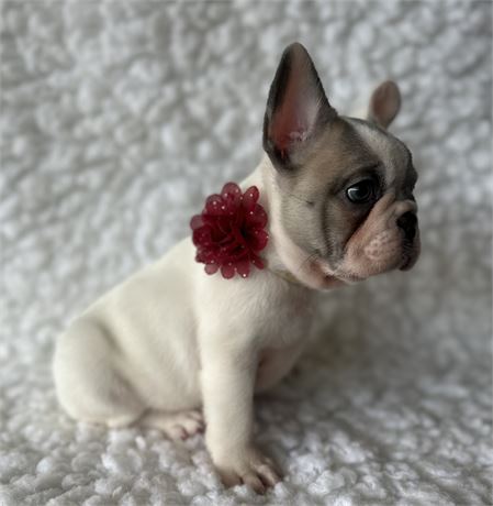French Bulldog-Duke- Birthday: 09/12/2025 - Image 4