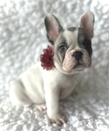 French Bulldog-Duke- Birthday: 09/12/2025 - Image 5