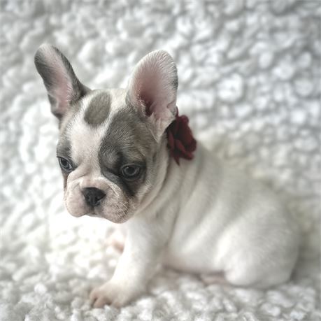 French Bulldog-Duke- Birthday: 09/12/2025 - Image 6