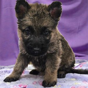 German Shepherd-Elena-Birthday: 10/20/2025
