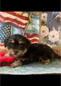 Havanese-Bella-Birthday: 09/14/2025