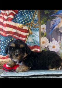 Havanese-Ace-Birthday: 09/14/2025