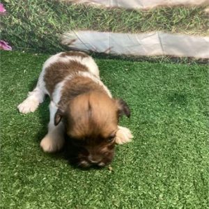 Havanese-Buzz-Birthday: 10/23/2025