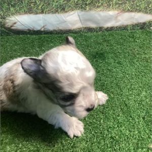 Havanese-Ace-Birthday: 10/23/2025