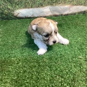 Havanese-Truffles-Birthday: 10/23/2025