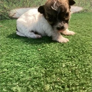 Havanese-Charles-Birthday: 10/23/2025