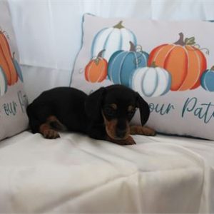 Mini Dachshund-Oscar-Birthday: 09/03/2025
