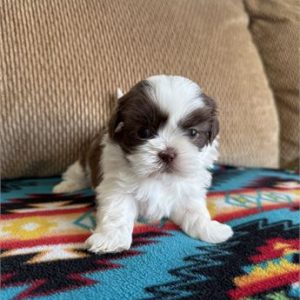 Shih Tzu-Spanky-Birthday: 09/28/2025