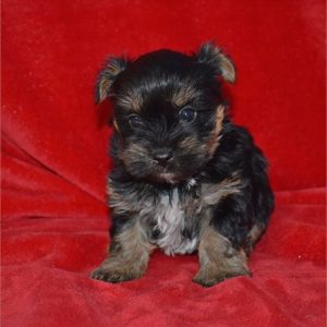Yorkshire Terrier-Cooper-Birthday: 10/02/2025