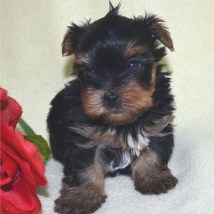 Yorkshire Terrier-Luca-Birthday: 10/02/2025