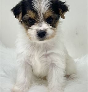 Yorkshire Terrier-Juicy-Birthday: 09/20/2025