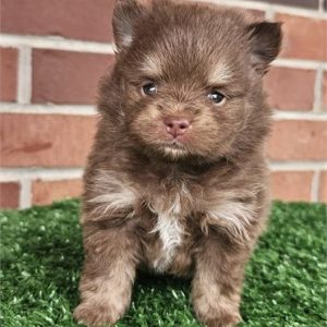 Pomeranian-Teddy-Birthday: 09/29/2025