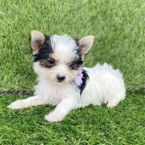 Yorkshire Terrier-Maggie-Birthday: 09/30/2025