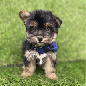 Yorkshire Terrier-Toby-Birthday: 09/30/2025