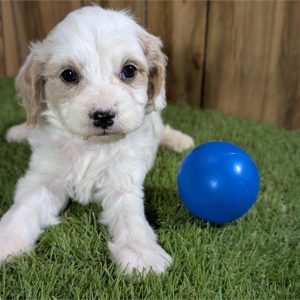 Cavapoo-Jax-Birthday: 12/04/2025