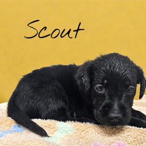 Labrador Retriever-Scout-Birthday: 12/11/2025