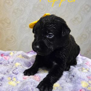 Labrador Retriever-Pepper-Birthday: 12/11/2025