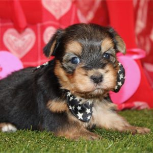 Morkie-Sammy-Birthday: 12/05/2025