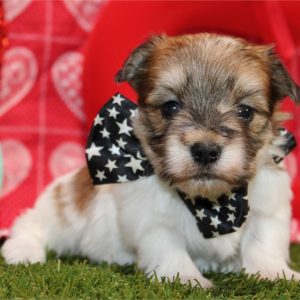 Morkie-Jake-Birthday: 12/05/2025