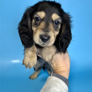 Dachshund-Winston-Birthday: 12/09/2025