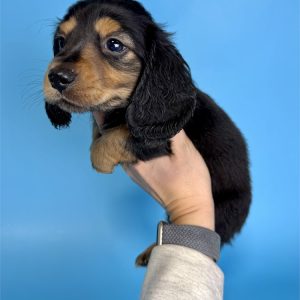 Dachshund-Kingston-Birthday: 12/09/2025