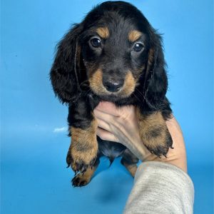 Dachshund-Bentley-Birthday: 12/09/2025