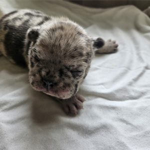 French Bulldog -Blueberry- Birthday: 01/19/2026