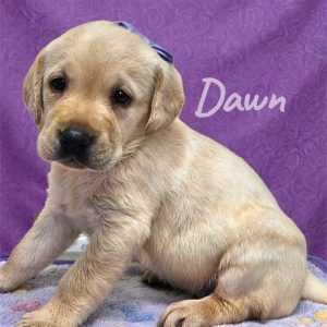 Labrador Retriever-Dawn-Birthday: 12/25/2025