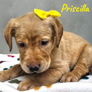 Labrador Retriever-Priscilla-Birthday: 12/25/2025