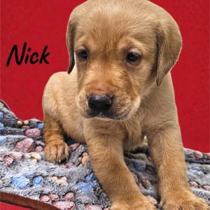 Labrador Retriever-Nick-Birthday: 12/25/2025
