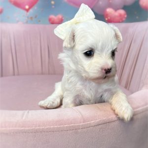 Maltese-Polly-Birthday: 12/28/2025