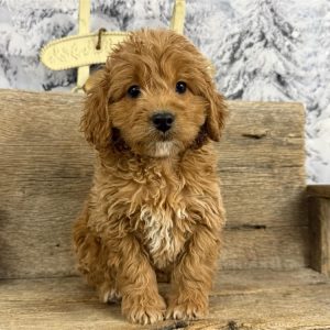 Mini Goldendoodle-Quency-Birthday: 12/04/2025
