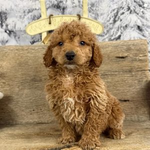 Mini Goldendoodle-Quenton-Birthday: 12/04/2025