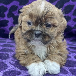 Shih Tzu-Teddy-Birthday: 11/30/2025