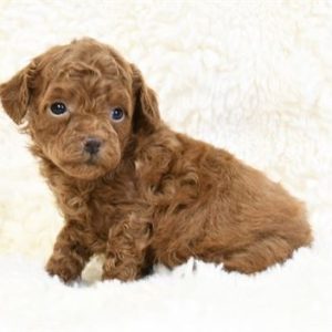 Toy Poodle-Pepee-Birthday: 12/21/2025
