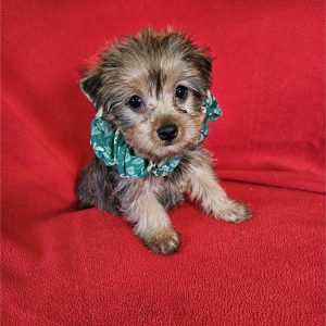 Yorkshire Terrier-Spankie-Birthday: 11/20/2025
