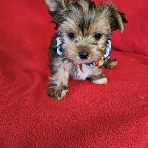 Yorkshire Terrier-Jax-Birthday: 11/20/2025