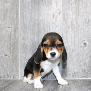 Beagle-Lucy-Birthday: 01/04/2026