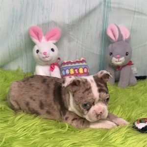 Boston Terrier-Honey-Birthday: 02/9/2026