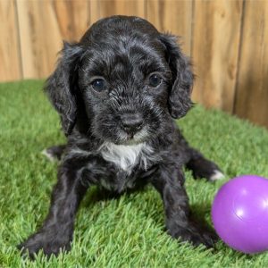 Cavapoo-Minnie-Birthday: 01/16/2026