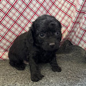 Cavapoo-Jax-Birthday: 02/02/2026