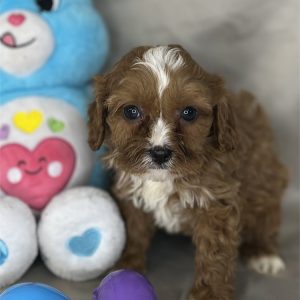 Cavapoo-Sunny-Birthday: 02/10/2026
