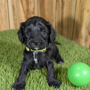 Cavapoo-Winston-Birthday: 01/16/2026