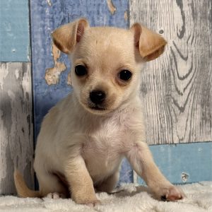 Chihuahua -Archie-Birthday: 01/05/2026