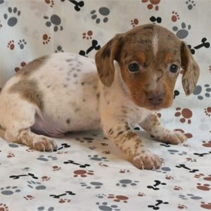 Dachshund-Finn-Birthday: 01/06/2026