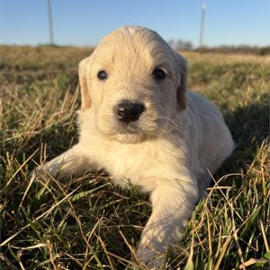 Goldendoodle-Jasper-Birthday: 01/28/2026