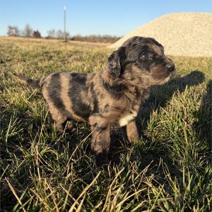 Goldendoodle-Maci-Birthday: 01/28/2026