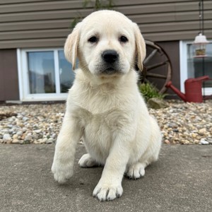 Labrador Retriever-Chelsea-Birthday: 01/31/2026