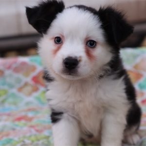 Mini Aussie -Lizzy- Birthday: 01/02/2026