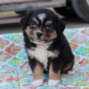 Mini Aussie -Bailey- Birthday: 01/02/2026